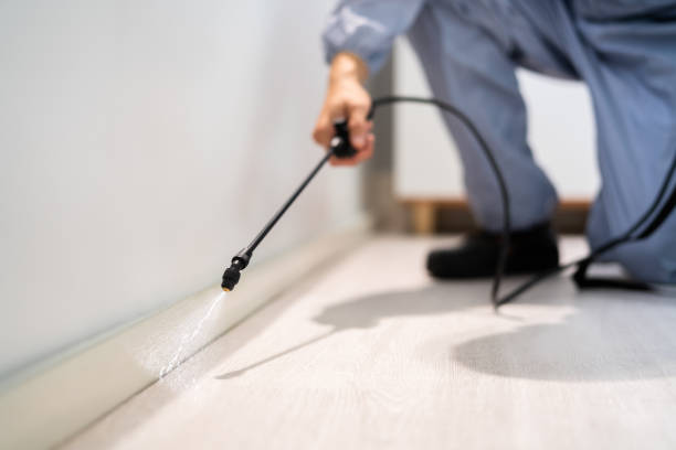 Professional exterminator conducting IPM assessment in Baltimore Highlands
